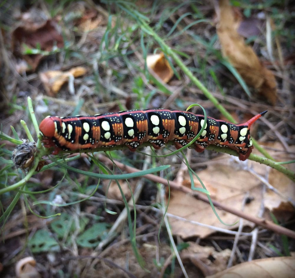 Photo de chenille prise au camping la Salendrinque dans les Cévennes