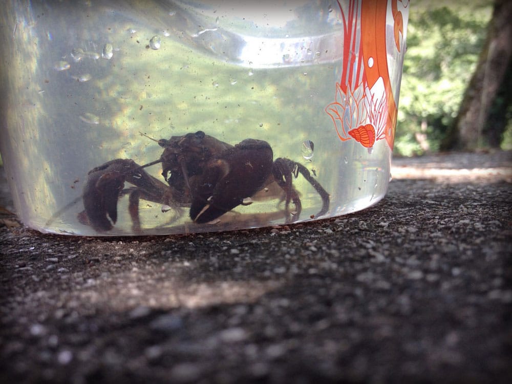 Camping Salendrinque : Crayfish1