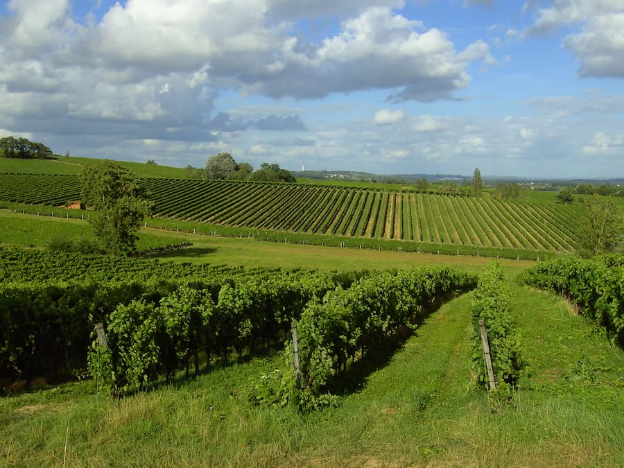 vignes proche anduze, tornac - camping la salendrinque anduze